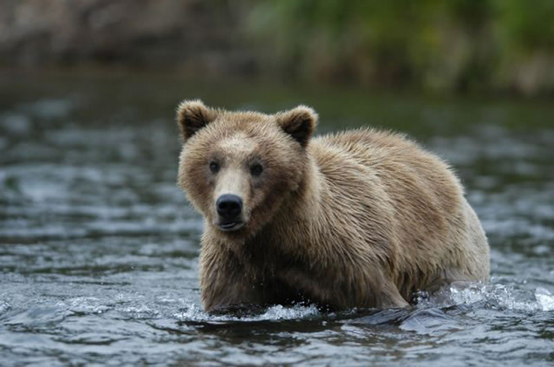 Brown Bear in Water